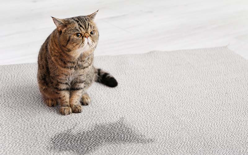 carpet cleaning, carpet cleaners, cleaning services, cleaning services in new jersey, cleaning services in new jersey, carpet cleaning in new jersey, carpet cleaning in new jersey, carpet cleaning new jersey, carpet cleaners in new jersey, carpet cleaners in new jersey, carpet cleaning services, new jersey carpet cleaning, new jersey carpet cleaning, new jersey carpet cleaners, new jersey carpet cleaning services